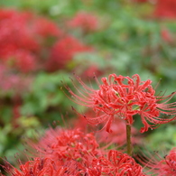 雨の曼珠沙華4