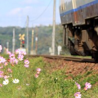秋桜　キハ47