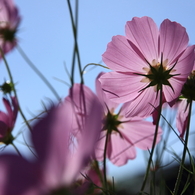 Cosmos in Matsumoto