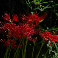 LycorisRadiata