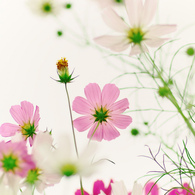 押し花