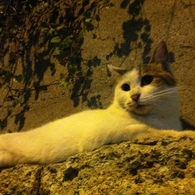 Photo 43