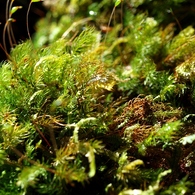 Mossy, Mossy Green