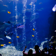 京都水族館大水槽