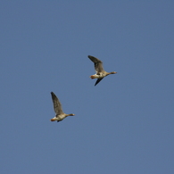 KU5Y6923