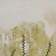 漆喰の蔦