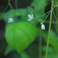 風船葛の花並び