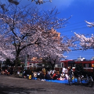 お花見