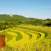 千早赤阪村