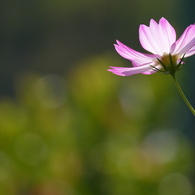 秋桜