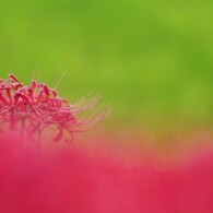 夕暮れ時の彼岸花