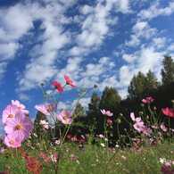 Under the blue sky