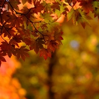 紅葉