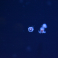 すみだ水族館