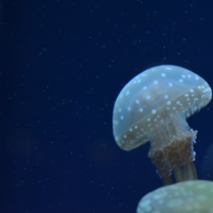 すみだ水族館