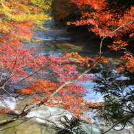 渓流紅彩
