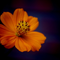 IMGP0680
