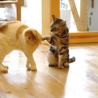 よしよし＾＾