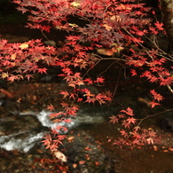 紅葉　at 貴船川