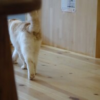 哀愁