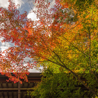 紅の始まり