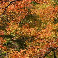 紅葉