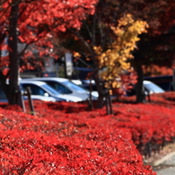 一面の紅色