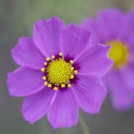 星の花