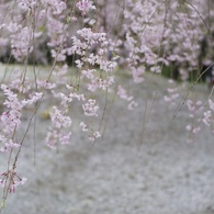 むせかえるほどの