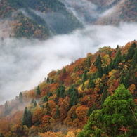 山の紅葉