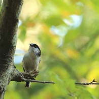 Aegitbalos caudatus*