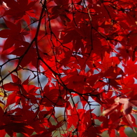 赤く、紅く