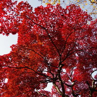 見上げれば紅く