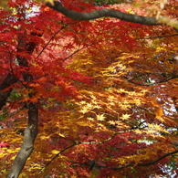黄と紅と