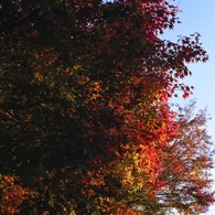 紅吹雪