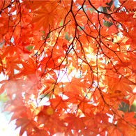 AUTUMN COLOR
