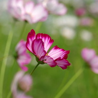 秋桜2