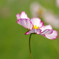 秋桜3