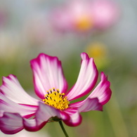 秋桜4