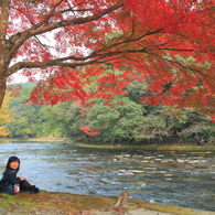 紅く萌える木の下で