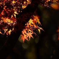 透ける紅葉２