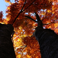 燃え盛る紅葉