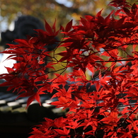 紅葉３