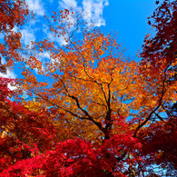 京都嵐山