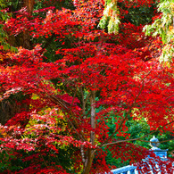 京都嵐山