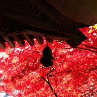 紅葉に浮かぶ吊り灯篭