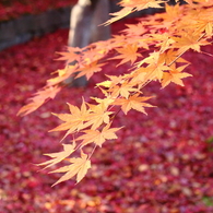 落葉の彩 - 盛岡中央公民館