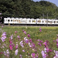 たま電車とコスモス