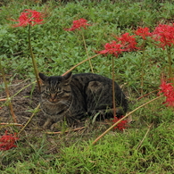 猫睨み