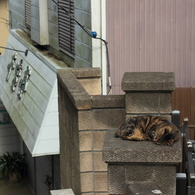 猫ひと休み